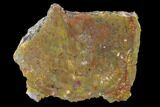 Polished, Petrified Wood (Araucarioxylon) - Arizona #159724-1
